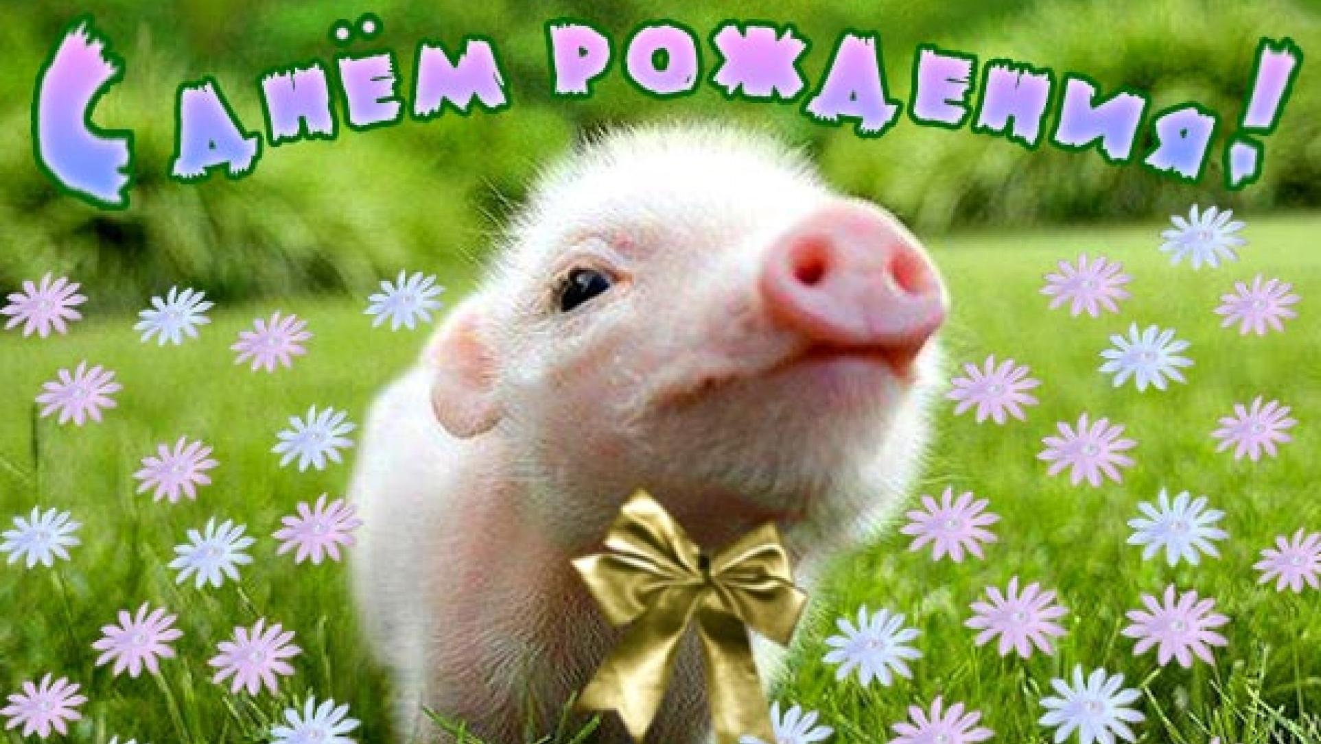 Свинка поздравляет с днем рождения