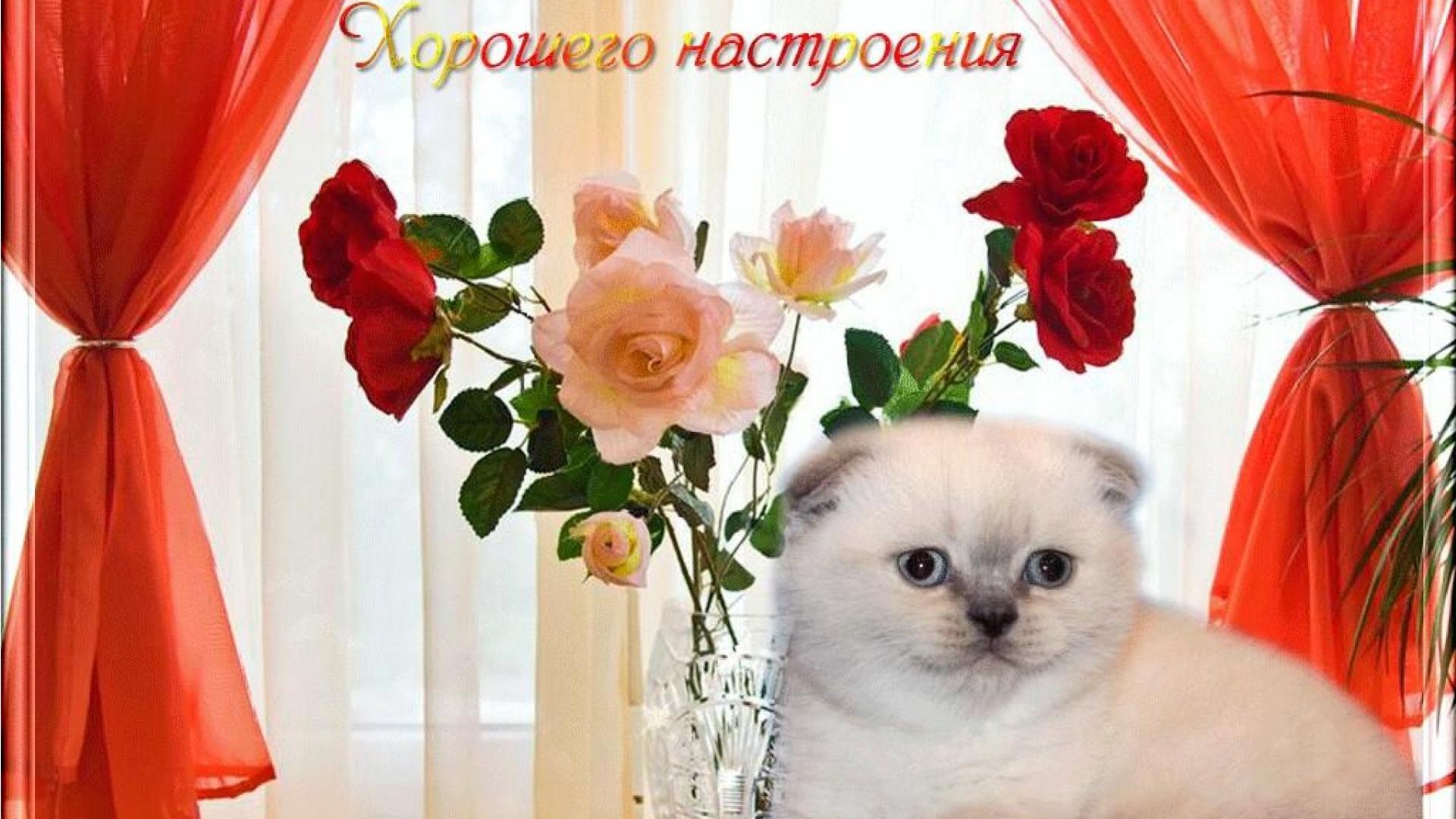 Открытки или фото хорошего настроение Открытки или фото хорошего настроение