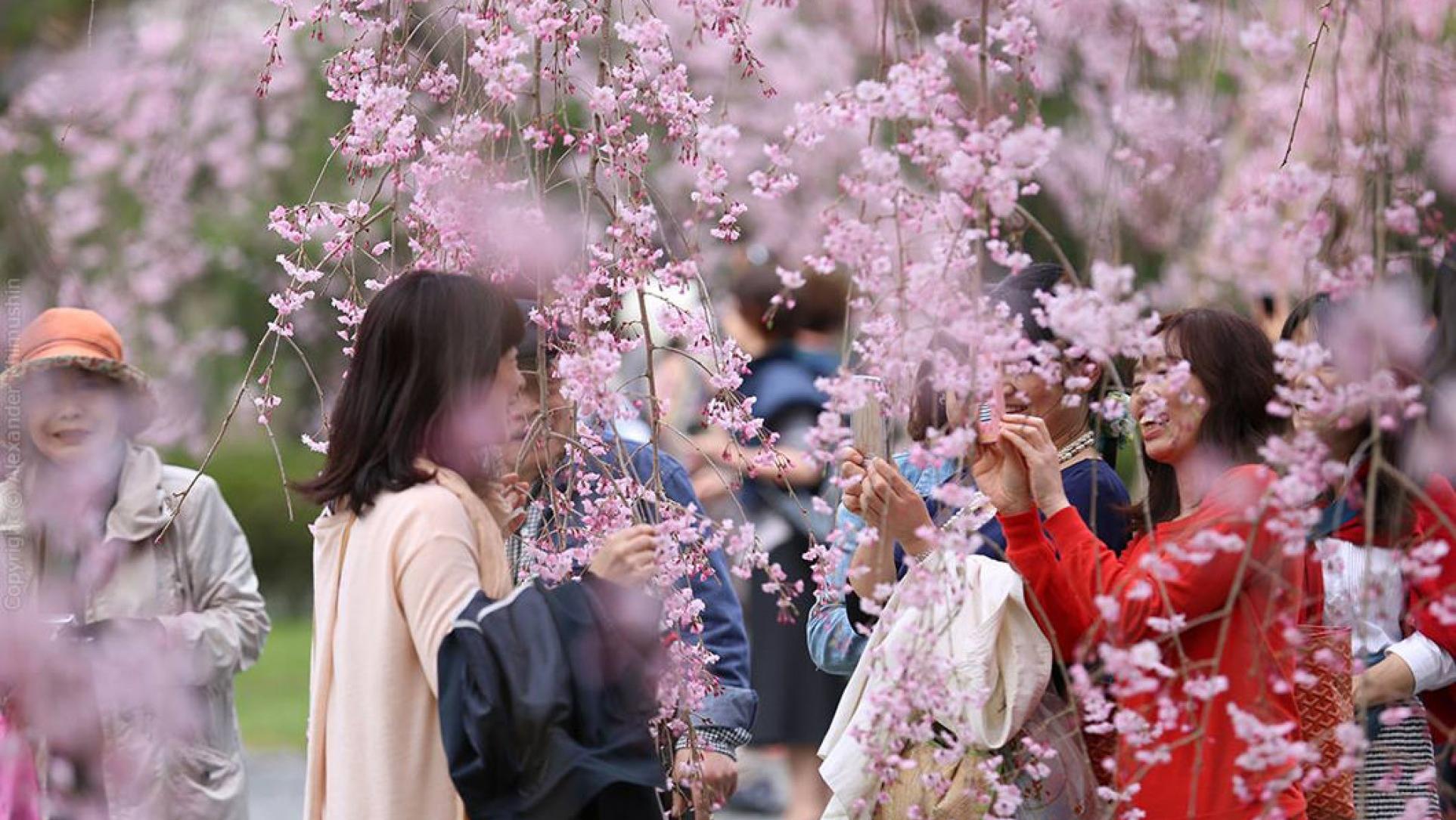День цветущей сакуры. Фестиваль цветения и любования сакурой – Япония. Праздник цветения Сакуры в Японии. Праздник любования сакурой в Японии. Ханами – любование сакурой в Японии.